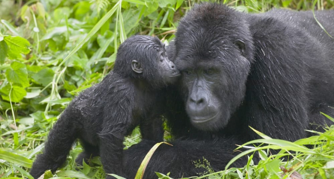 Gorilla naming Ceremony in Rwanda 2020 (Kwita Izina)